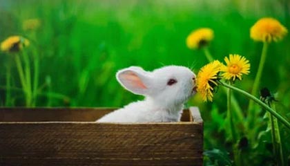 半岛体育网址｜重新定义你的观赛习惯